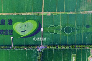 喜迎G20 杭州有片稻田种出了“笑脸”(组图)