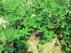 2019第十九届中国北京国际食品饮料展博览会图3