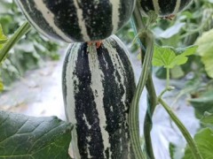 东光甜瓜育苗基地 羊角蜜甜瓜苗厂图2