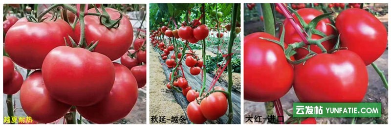 中山樱桃西红柿苗_粉贝贝小番茄种苗