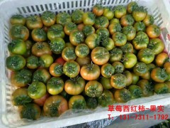 宝鸡西红柿苗 普罗旺斯西红柿育苗厂