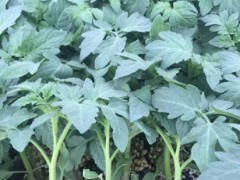 延安番茄苗 大粉番茄苗厂 小番茄苗基地