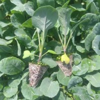 兰陵有机菜花苗基地 2026临沂55天菜花苗育苗厂
