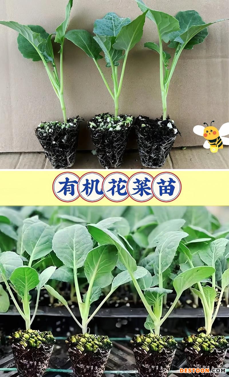 8.3西兰花苗4