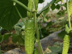 无锡小黄瓜苗大量供应，耐寒无刺黄瓜苗批发基地